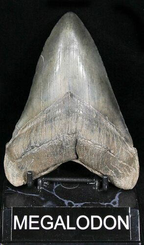 Large Megalodon Tooth - South Carolina #22589